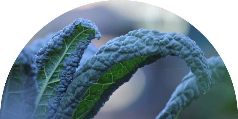 garden kale